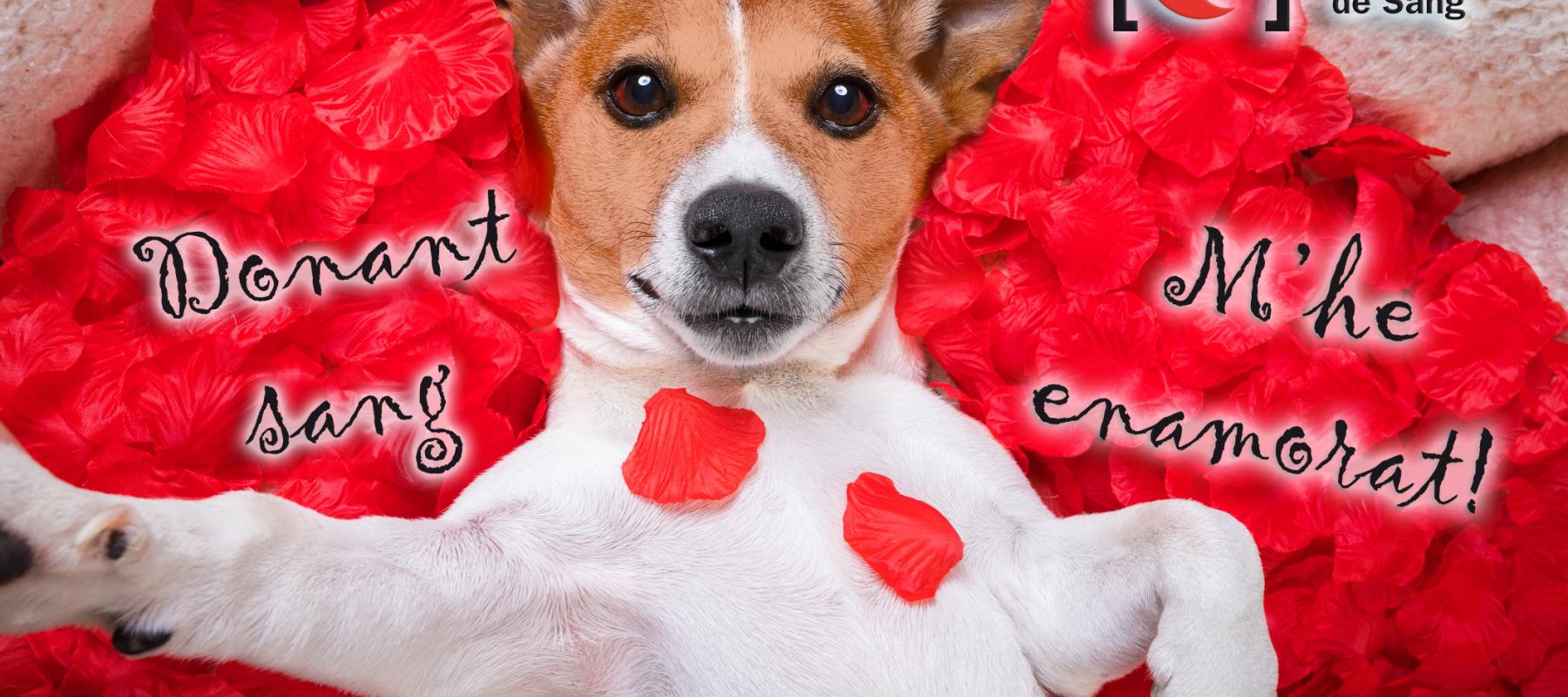 ELS DONANTS DE SANG ESTEM ENAMORATS... DE LA VIDA!